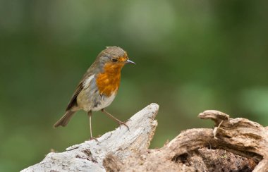 şirin Robin kuş niteliğine