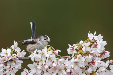 Uzun kuyruklu baştankara bir dal üzerinde tünemiş