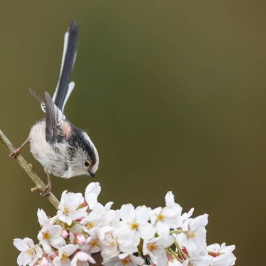 Uzun kuyruklu baştankara bir dal üzerinde tünemiş