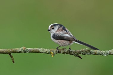 Uzun kuyruklu baştankara bir dal üzerinde tünemiş