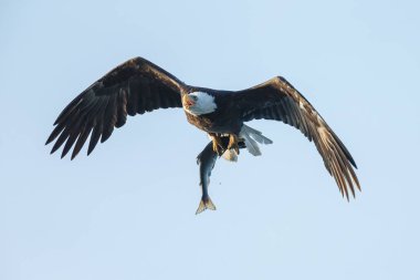 Kel kartal uçuş ile harika bir tutuş