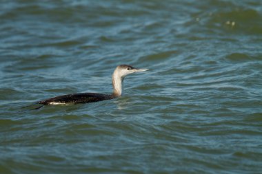Kızıl gerdanlı dalgıç