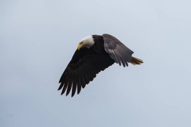 Kel kartal uçuyor