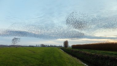 o Murmurations Starlings günbatımı üzerinde 