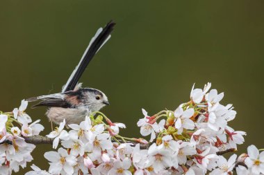 Uzun kuyruklu baştankara bir dal üzerinde tünemiş