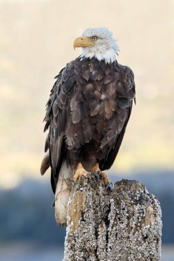 Amerikan kel kartal