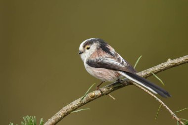 Uzun kuyruklu baştankara bir dal üzerinde tünemiş