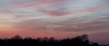o Murmurations Starlings günbatımı üzerinde 