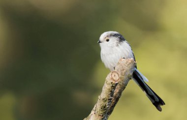Uzun kuyruklu baştankara bir dal üzerinde tünemiş