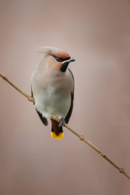 Bohemian waxwing perched on a twig clipart