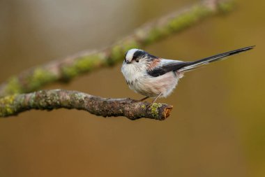 Uzun kuyruklu baştankara bir dal üzerinde tünemiş