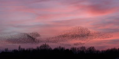 o Murmurations Starlings günbatımı üzerinde 