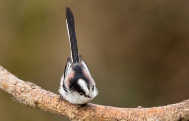 Uzun kuyruklu baştankara bir dal üzerinde tünemiş