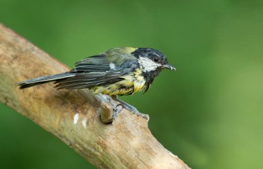 büyük baştankara kuş 