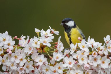 Mavi baştankara tünemiş 