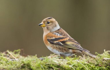 Bramling erkek çimenlerin üzerinde