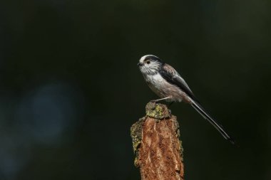 Uzun kuyruklu baştankara bir dal üzerinde tünemiş