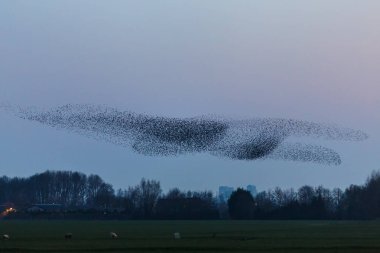 o Murmurations Starlings günbatımı üzerinde 