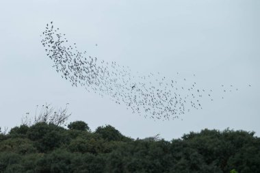 o Murmurations Starlings günbatımı üzerinde 