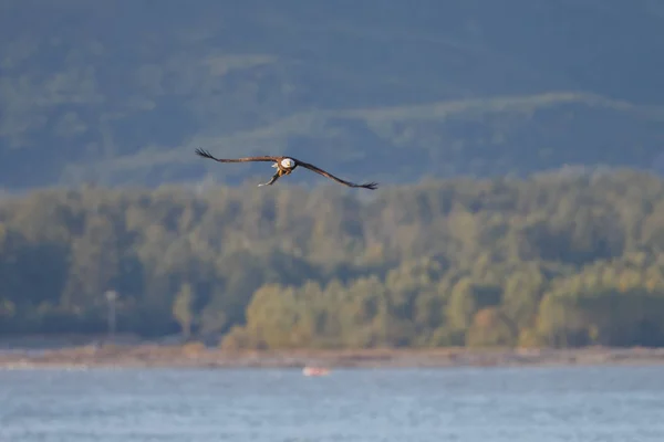 날아가는 흰머리 독수리 — 스톡 사진
