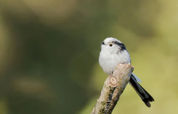 Langschwanzmeise hockt auf einem Zweig — Stockfoto