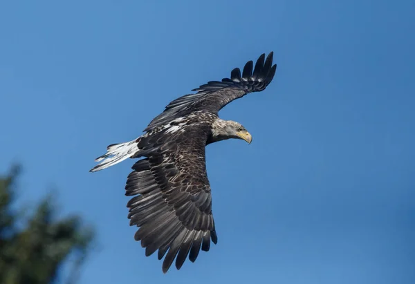 Weißkopfseeadler im Flug — Stockfoto