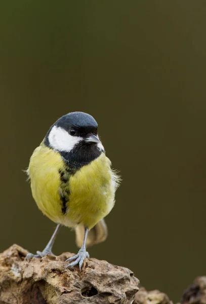 Great tit bird — Stock Photo, Image