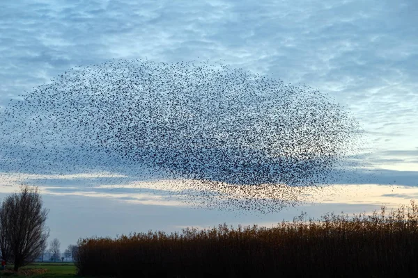 On Murmurations špačci na západ slunce — Stock fotografie