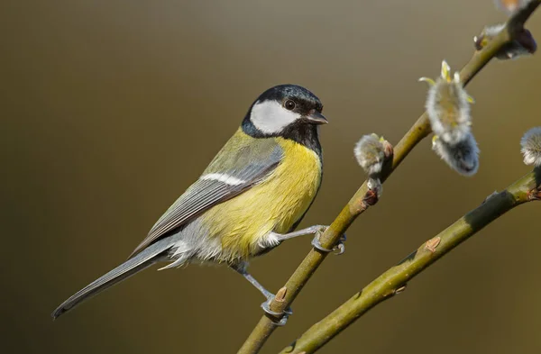 Great tit bird — Stock Photo, Image