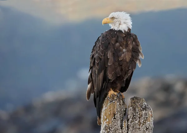 American bald eagle — Stock Photo, Image