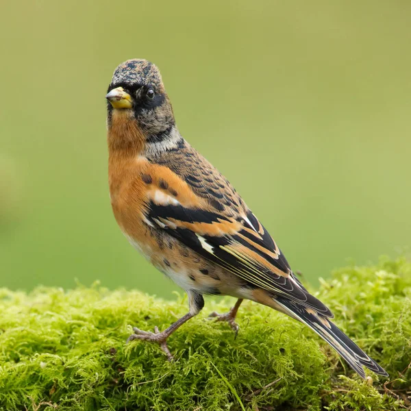 Brambling - fringilla montifringilla — Stock fotografie