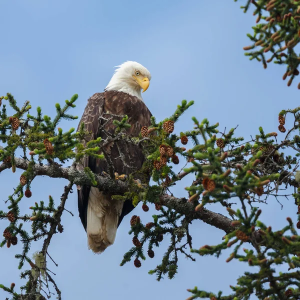 Fläckig örnfågel — Stockfoto