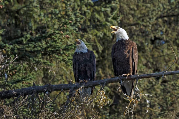 Bald eagle fåglar — Stockfoto