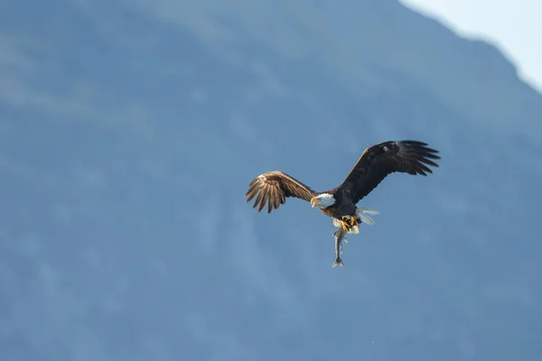 Aquila calva in volo — Foto Stock