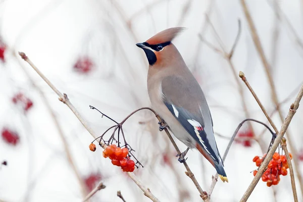 Bohemian Waxwing encaramado en una ramita —  Fotos de Stock