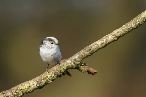 Tetta dalla coda lunga appollaiata su un ramoscello — Foto Stock