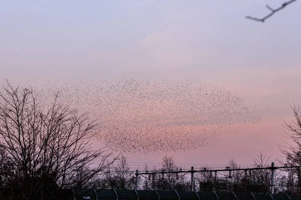 o Murmurations Starlings günbatımı üzerinde 