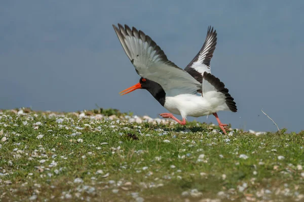 Euraziatische Oyster-catcher — Stockfoto