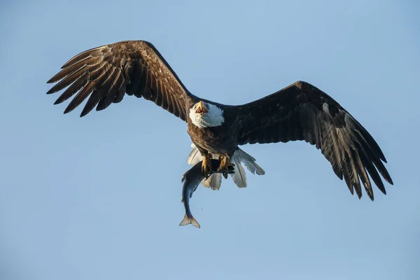 Bald eagle i flygning med en bra fångst — Stockfoto