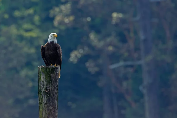 Águia careca americana — Fotografia de Stock