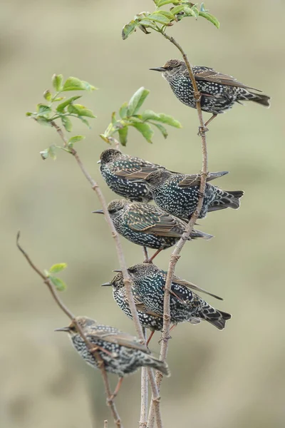 Běžný špaček (Sturnus vulgaris) — Stock fotografie