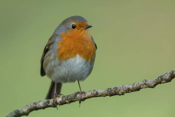 Robin pták na větvičce — Stock fotografie