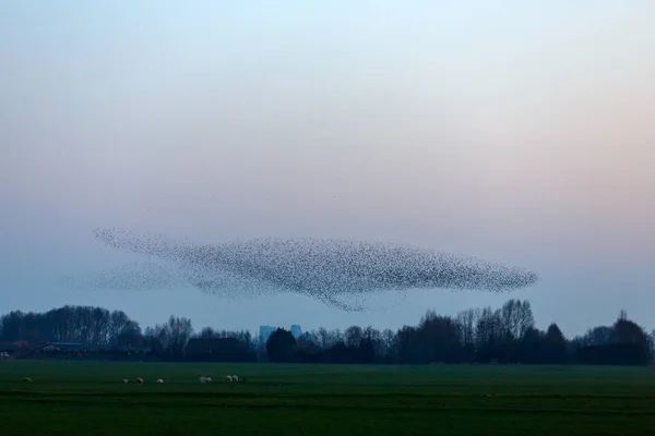 Han Murmurations av starar på sunset — Stockfoto