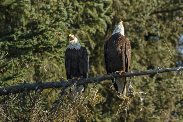 Bald eagle ptaków — Zdjęcie stockowe
