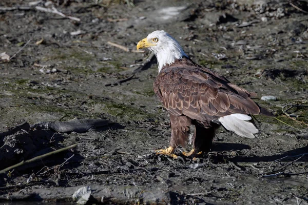 Pájaro águila calva — Foto de Stock