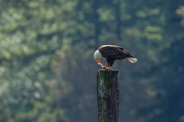 Американский белоголовый орёл — стоковое фото