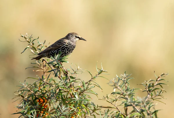 Aves Sturnus vulgaris — Fotografia de Stock