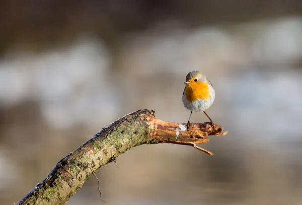 Söt Robin fågel på naturen — Stockfoto