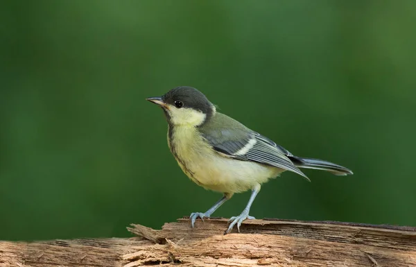 Grande uccello tetta — Foto Stock