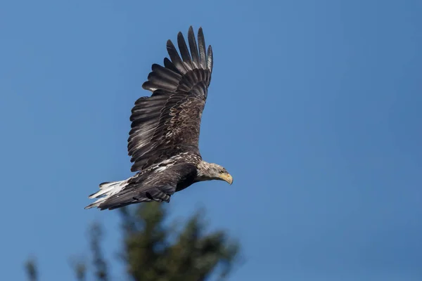 Águila calva en vuelo — Foto de Stock